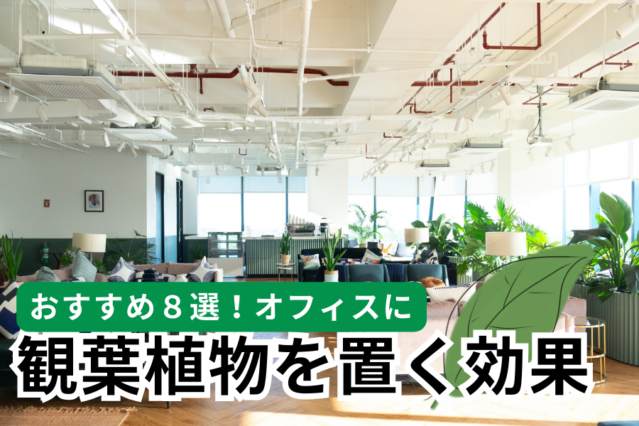 オフィスに観葉植物を置く効果とおすすめ8選｜配置・レンタル・管理まで解説